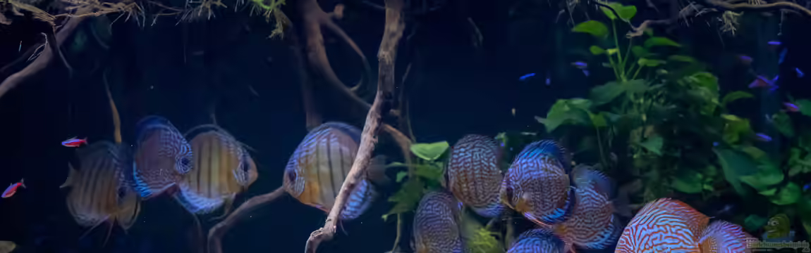 Amazonas Diskus von Diskus-Amanã