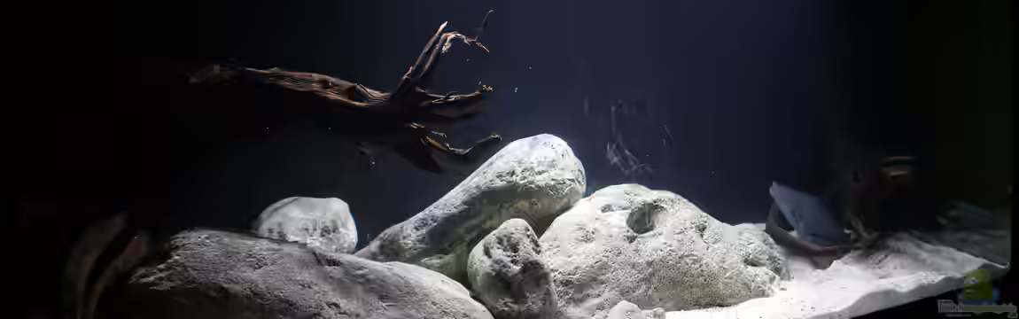 Amazonas-Einzugsgebiet von Apistobi