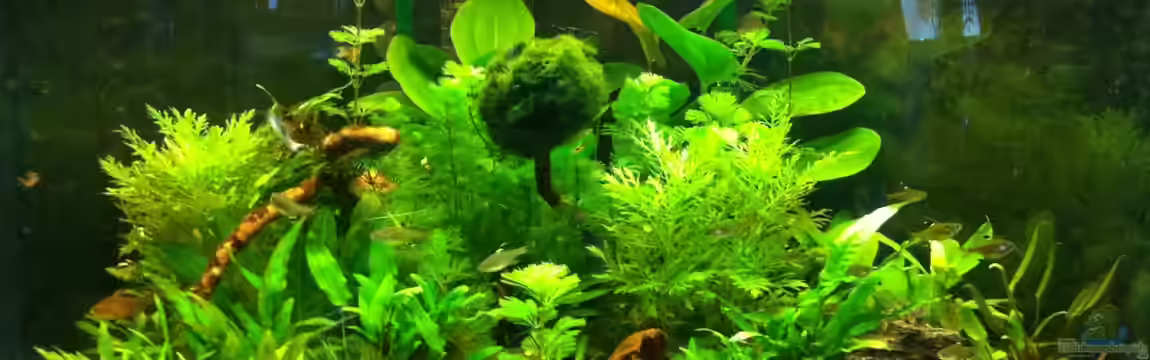 Amazonas Fluß Ufer von Florian Hübner