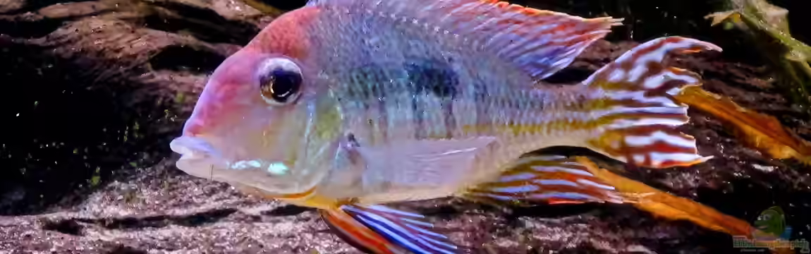 Amazonas Gesellschaftsbecken von Aqua Alex