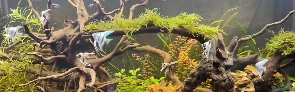 Amazonas Hoffnung von Laskaa