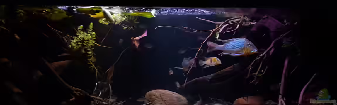 Amazonas klarwasser Nebenfluss (nur noch als Beisp von Südamerika Aquanaut