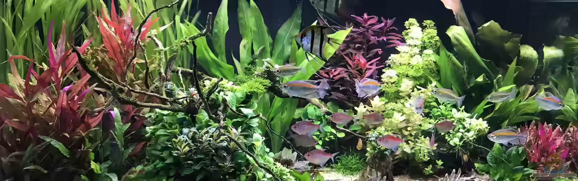 Amazonas Phantasie von Aerbsli