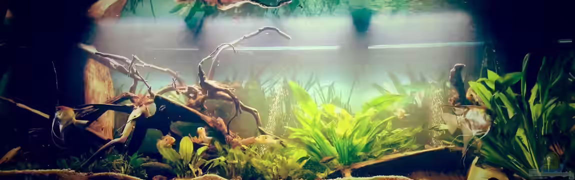 Amazonas "Regenzeit" von AqUaFr34K