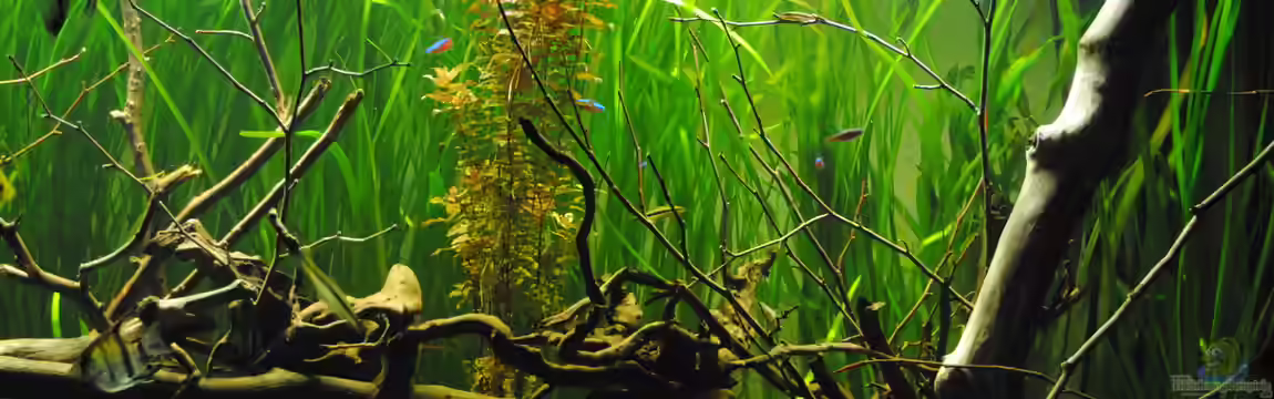 Amazonas von Amazonas33