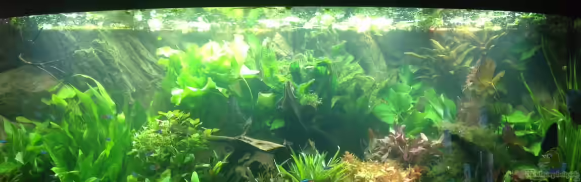 Amazonas von Benny Visconti