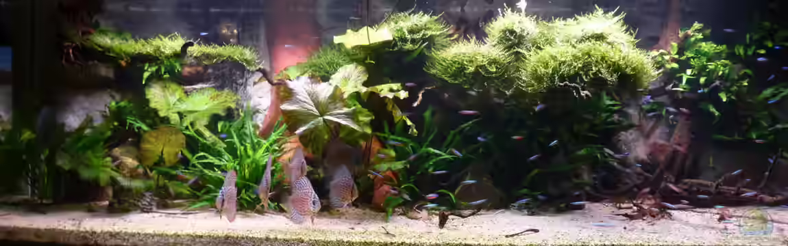 Amazonas von master-marko