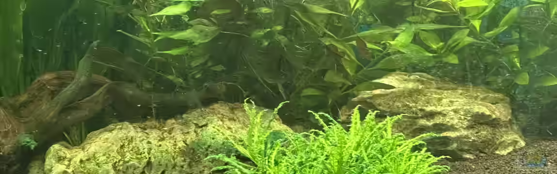 Amazonasaquarium von Jürgen De Leeuw