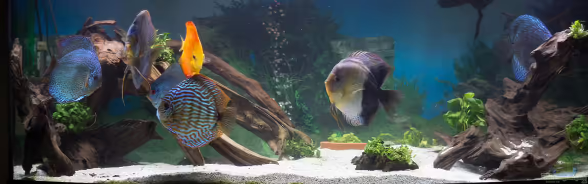 Amazonasdream 450 von Christoph904