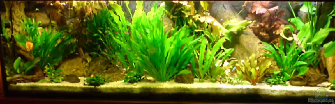 Amazonasdream (Nur noch Beispiel) von GGuardiaNN