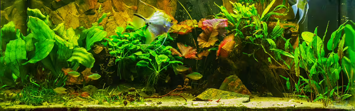 Amazonasworld - aufgelöst am 09.02.2015 von Schratze