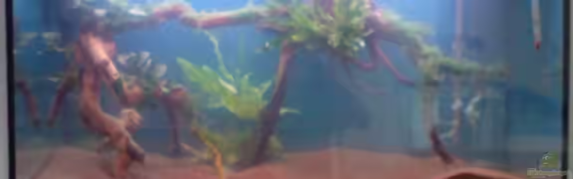 Amazonien von Benny Fabian