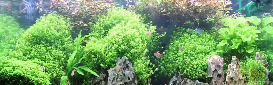 Amerika (Apistogramma) Becken von Redfin