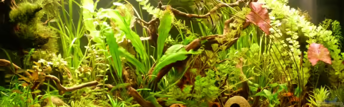 Amerika Gesellschaftsbecken - Raumteiler von erma