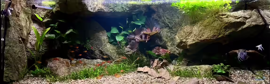 Andrews Dream von André Sidler