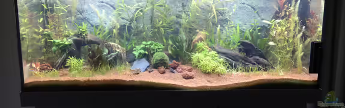 Anfänger - Gesellschaftsbecken von Chris Bert