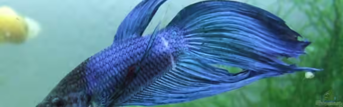 Anfänger Mixed von Marcel Vogel