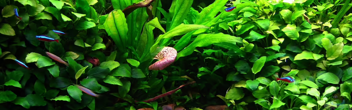 Anubia Hills von Mel&Marc