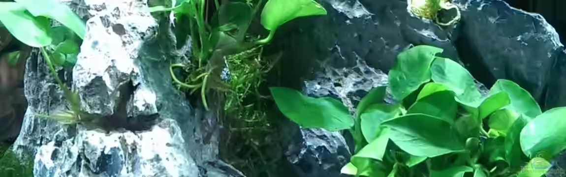 Anubias trifft Stein von dima1969