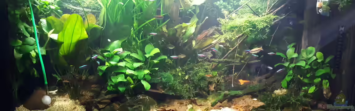 Apistogramma Becken (nur noch Beispiel) von SebBk