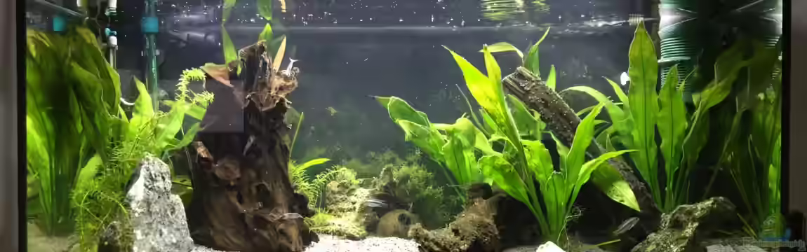 Apistos mit Corys von Yo Bo