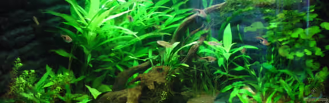 Aqua Asia II von Thomas Ahrens