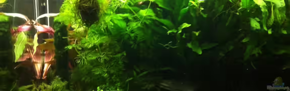 Aqua Kleinod von virus_a