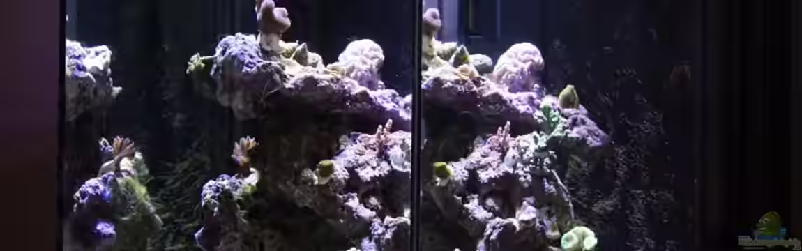 Aqua Medic Blenny von luki79