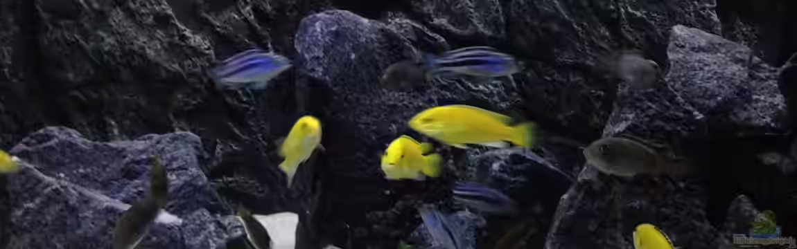 Aquael panorama Becken von Christian.D