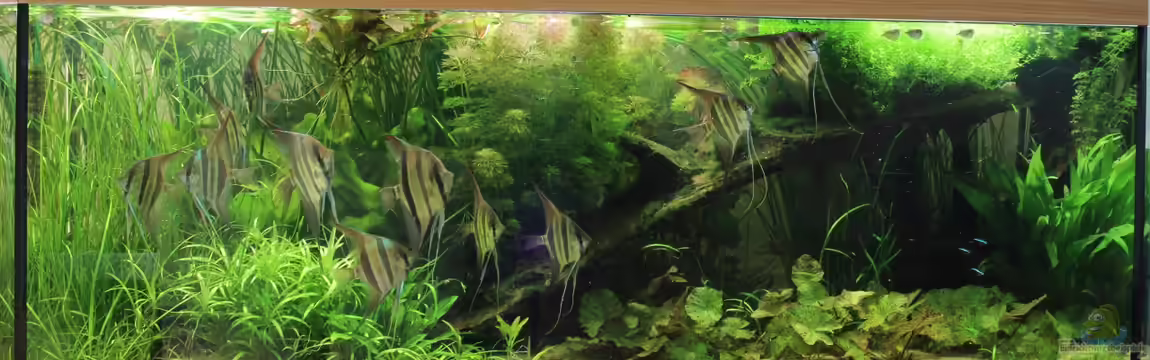 "Aquarium für Könige" von Richard Gärtner