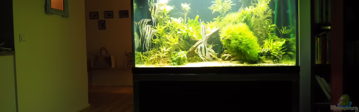 Aquarium mit Altums von Bosco