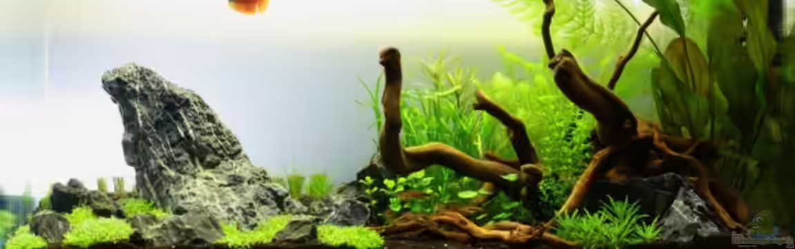 Aquascape_09 von aquaScaper