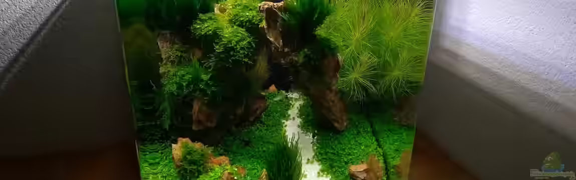 Aquascape Nanocube30 Dragonstone von Sandro