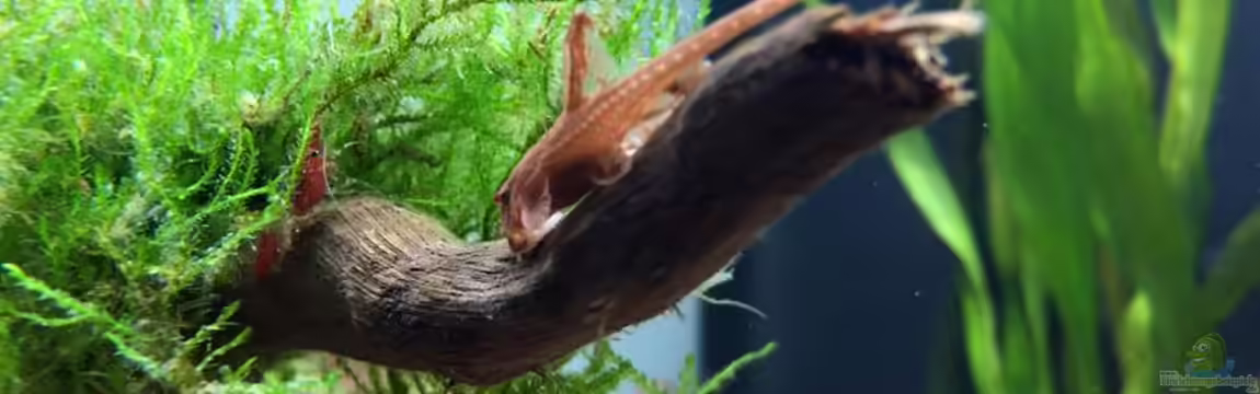 aquatlantis von kirly