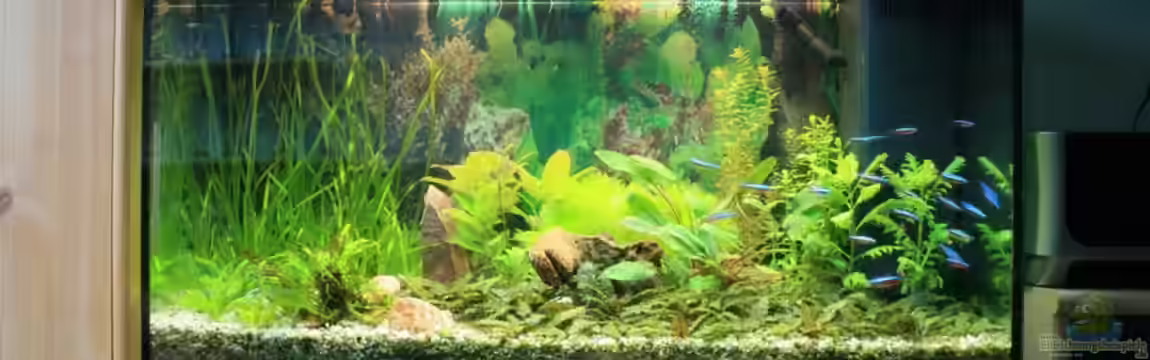 Arbeitszimmer von Johann Peschke