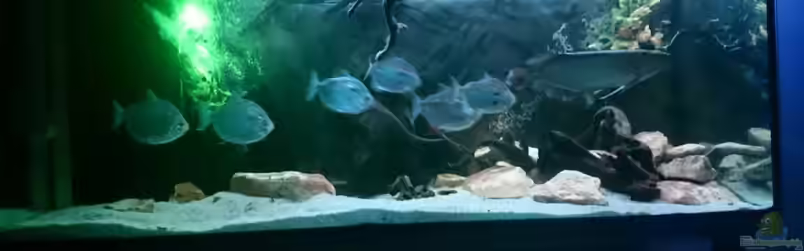 Arowana von Phillip Militzer