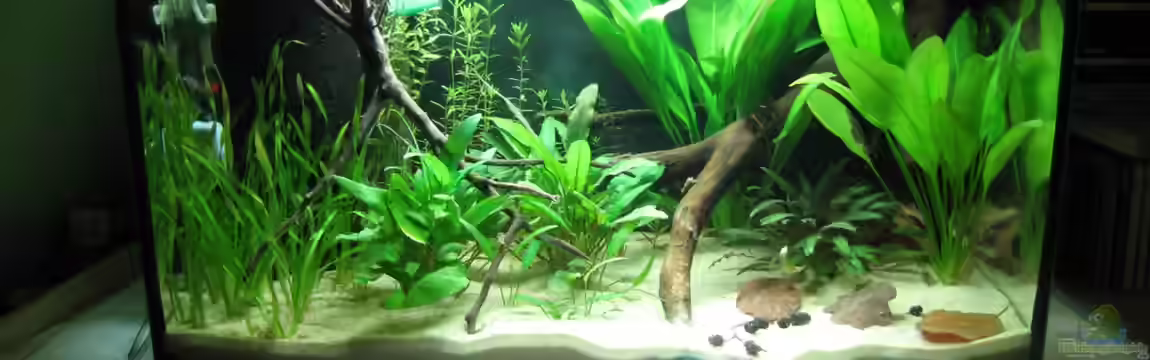 Artbecken - Aspidoras pauciradiatus von nilsi-nessi