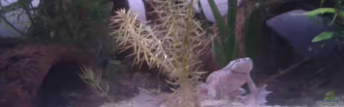 Artenbecken von Snow-white89