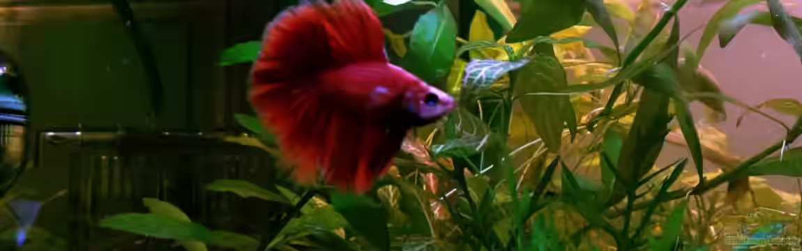 Asia-Becken von more4ce