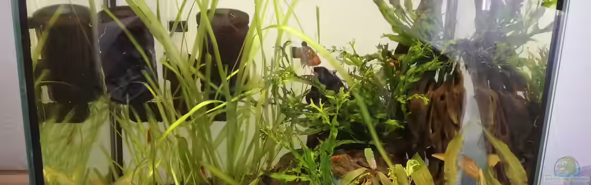 Asia Garnelenbecken von martini_g