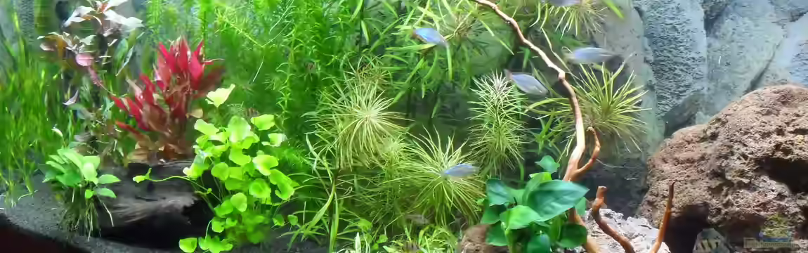 Asia meets Australia von Uwe M.