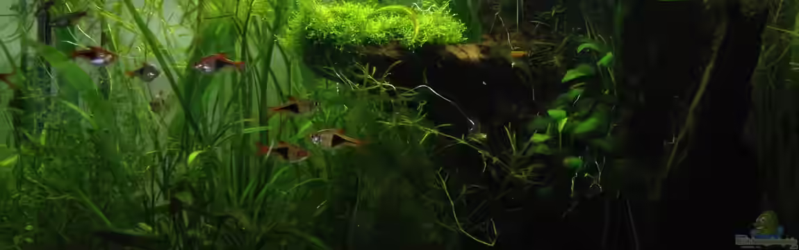 Asiatischer Bachlauf von Bob Dylan