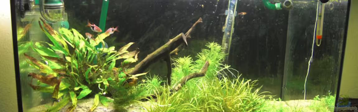 Asiatisches Flussbett von C.St