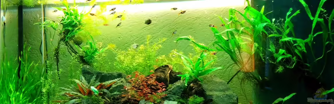 Asien - Gesellschaftsbecken von Felix_2310