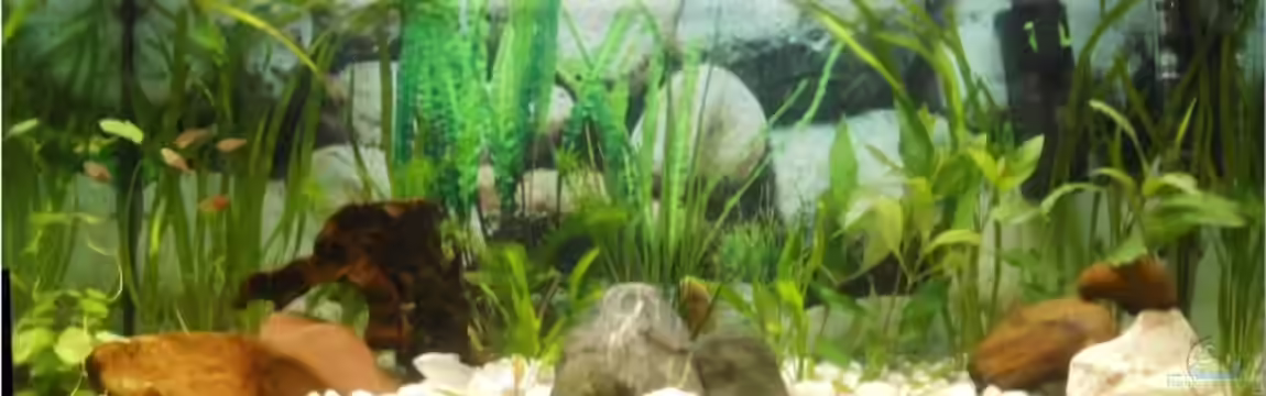 Asien trifft Amerika von Benni King