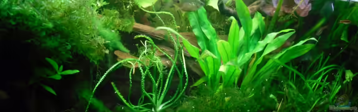 Asien von Martin Osing