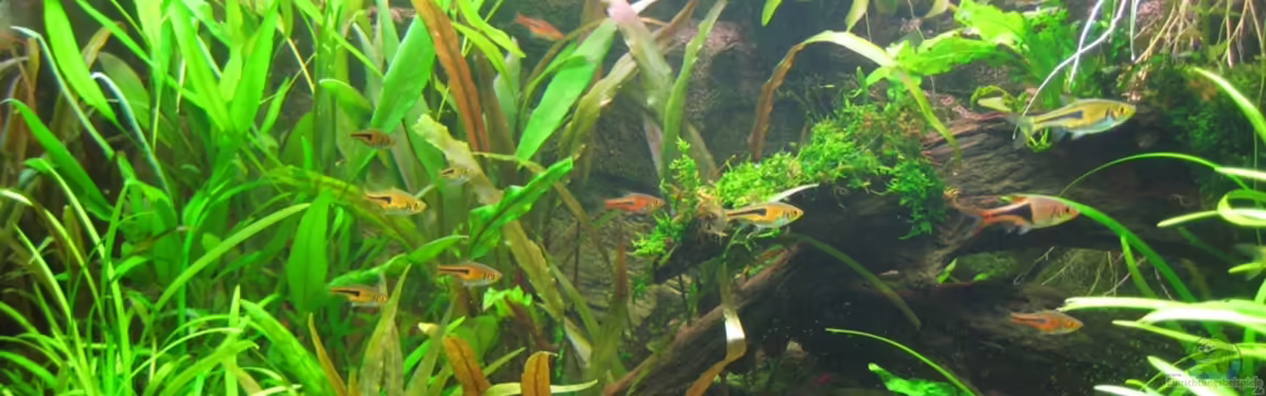 Asienbecken von FwLwSichTrp