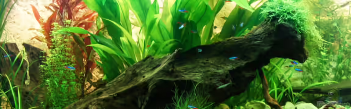 Asizonas Rio240 von daKING