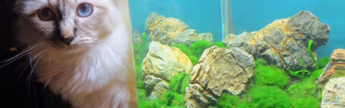 Auf dem blauen Berge leben wir;) von Supernova