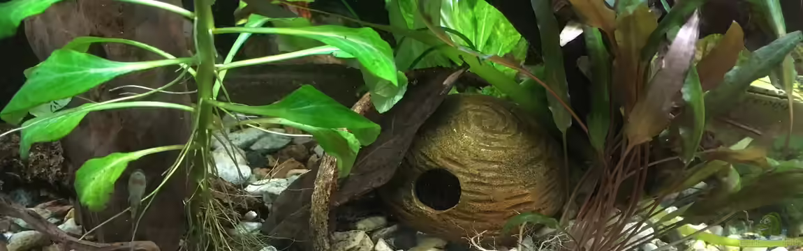 Aufgelöst Becken 33922 Ceylons Raumteiler von Ceylon